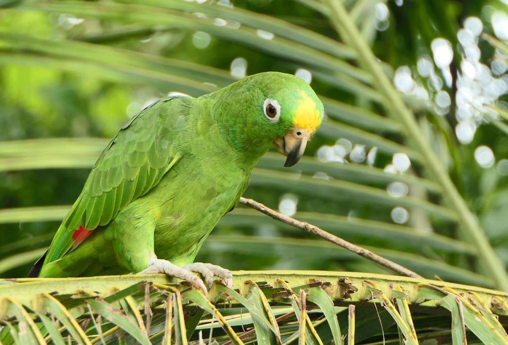 Casa Paraiso - La Fortuna
